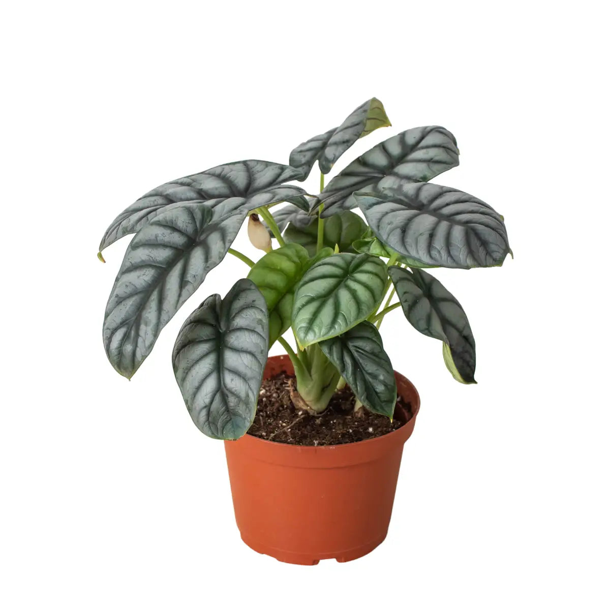 Alocasia Plant - Silver Dragon - House Plant Shop
