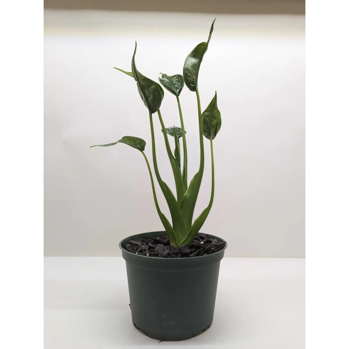 Alocasia Plant - ’Tiny Dancer’ - 4’’ Pot - House Plant Shop