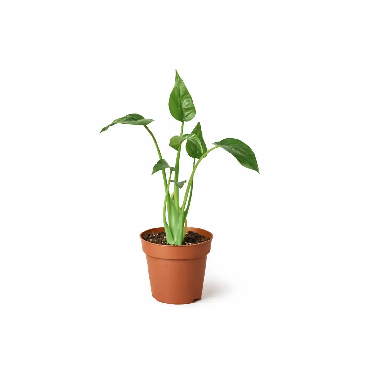 Alocasia Plant - ’Tiny Dancer’ - 4’’ Pot - House Plant Shop