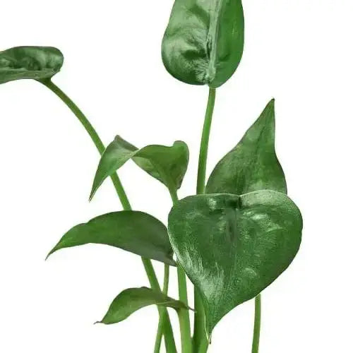 Alocasia Plant - ’Tiny Dancer’ - 4’’ Pot - House Plant Shop