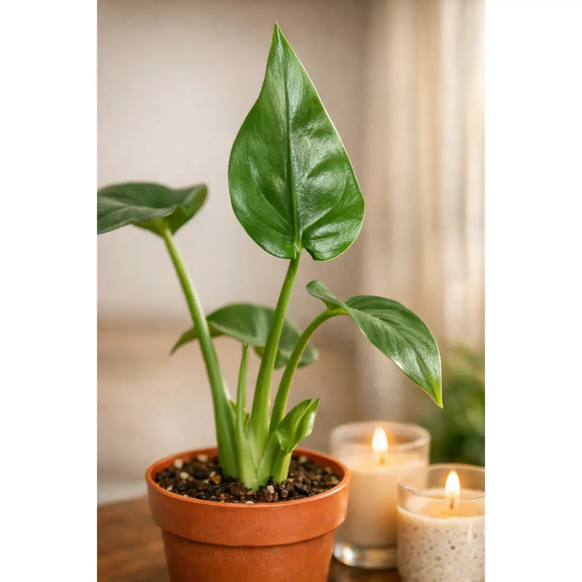 Alocasia Plant - ’Tiny Dancer’ - 4’’ Pot - House Plant Shop