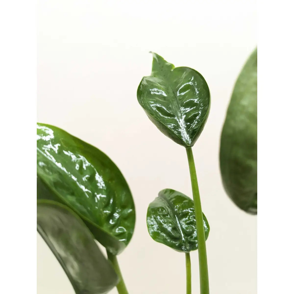 Alocasia Plant - ’Tiny Dancer’ - 4’’ Pot - 4’’ Pot - House Plant Shop