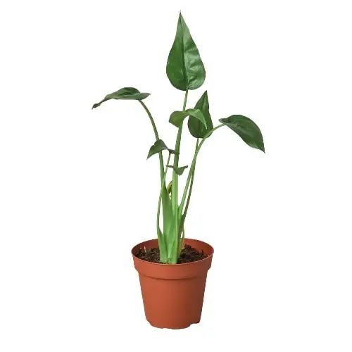 Alocasia Plant - ’Tiny Dancer’ - 4’’ Pot - House Plant Shop