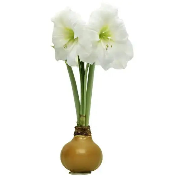 Amaryllis Bulb with Wax - Christmas or Holiday - Gold Wax - STALK N PETALS