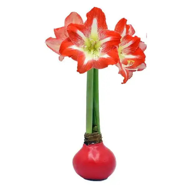 Amaryllis Bulb with Wax - Christmas or Holiday - Red Wax - STALK N PETALS