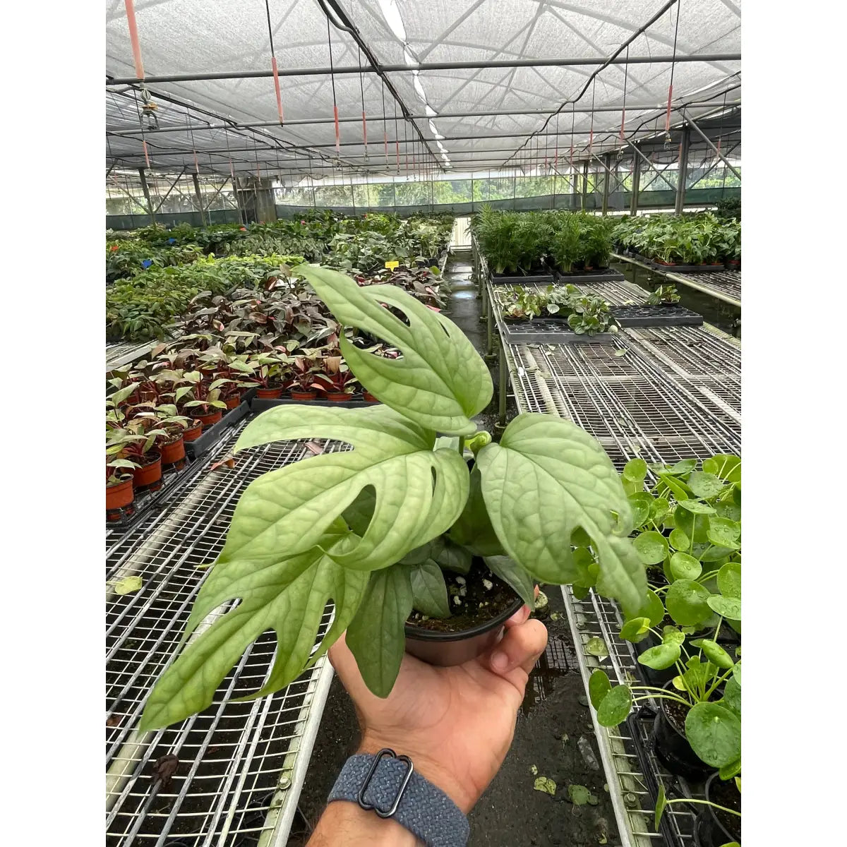 Amydrium Plant - ’Silver’ - House Plant Shop