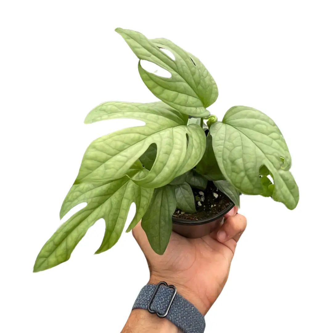 Amydrium Plant - ’Silver’ - 4’’ Pot - House Plant Shop
