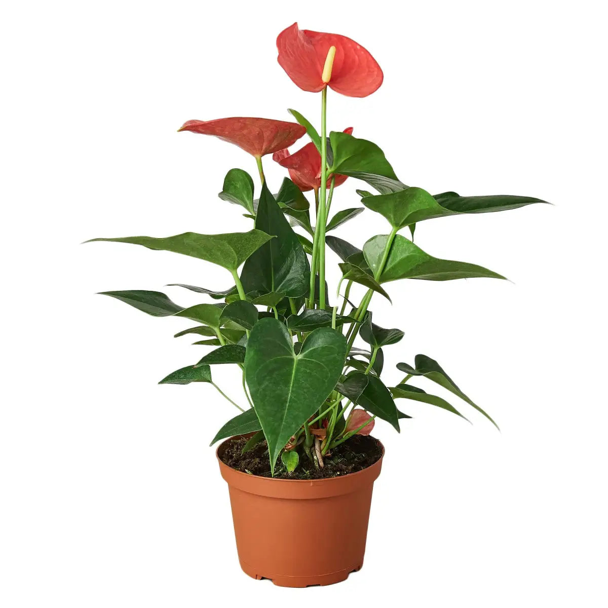 Anthurium Plant - ’Pink’ - House Plant Shop