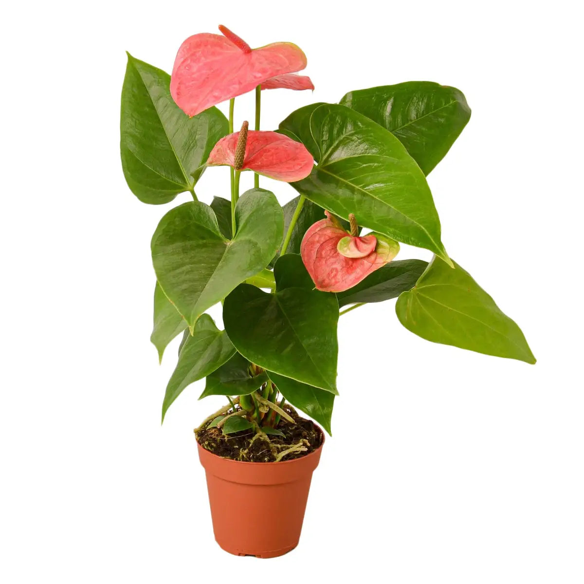 Anthurium Plant - ’Pink’ - House Plant Shop