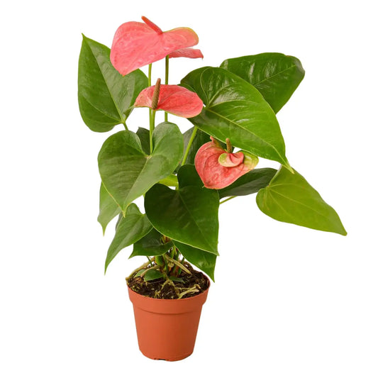 Anthurium Plant - ’Pink’ - House Plant Shop