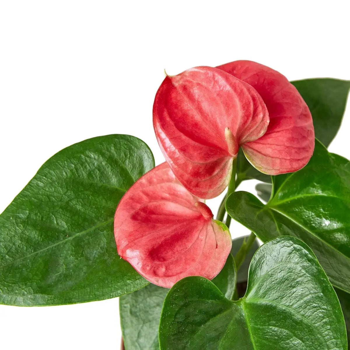 Anthurium Plant - ’Pink’ - 4’’ Pot - House Plant Shop