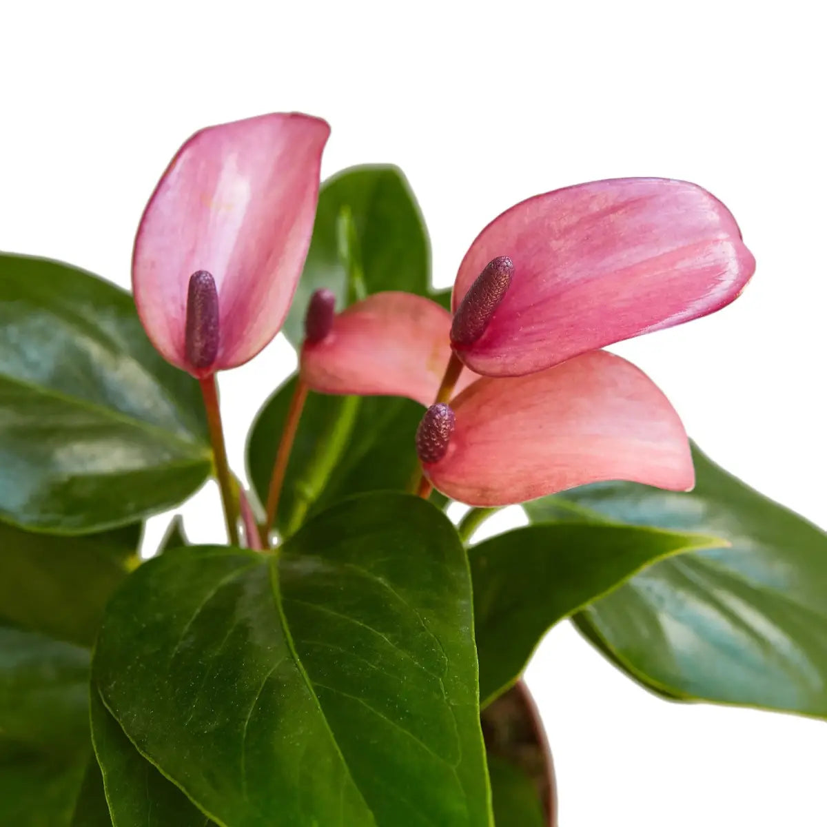 Anthurium Plant - ’Purple’ - 4’’ Pot - House Plant Shop