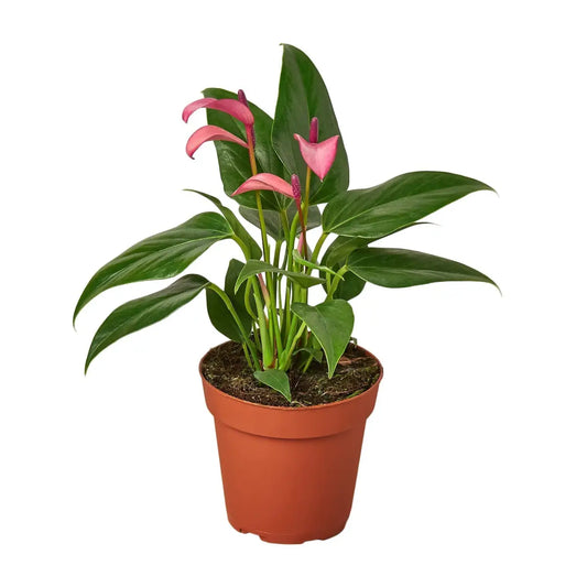 Anthurium Plant - ’Purple’ - House Plant Shop