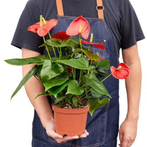 Anthurium Plant - ’Red’ - House Plant Shop