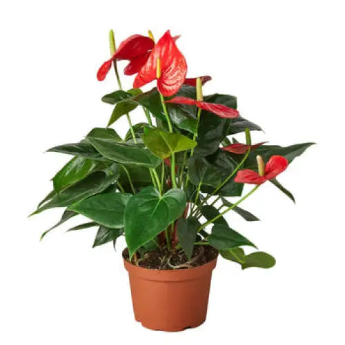 Anthurium Plant - ’Red’ - House Plant Shop