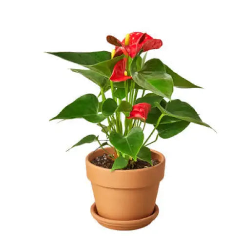 Anthurium Plant - ’Red’ - House Plant Shop