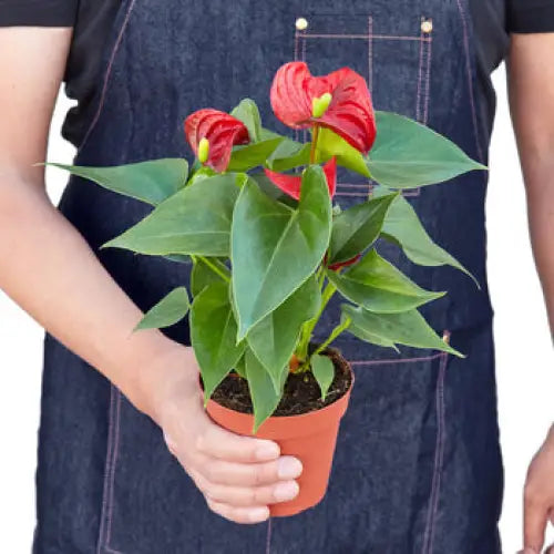 Anthurium Plant - ’Red’ - House Plant Shop
