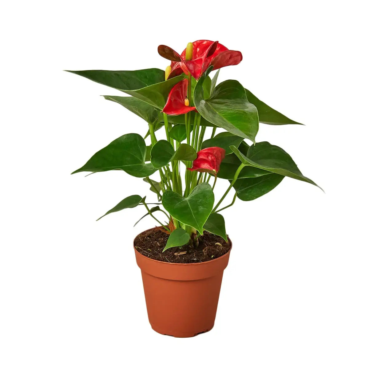 Anthurium Plant - ’Red’ - House Plant Shop