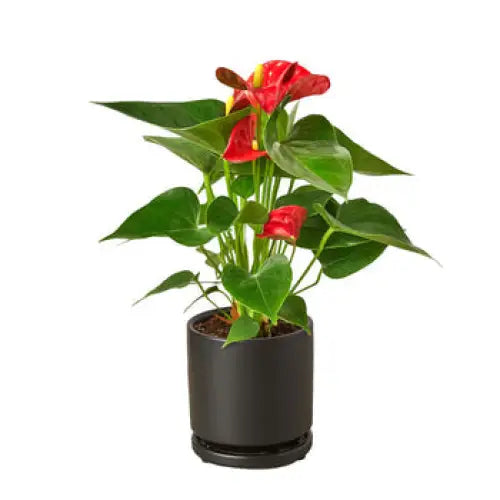 Anthurium Plant - ’Red’ - House Plant Shop