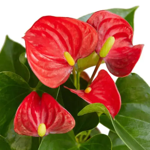 Anthurium Plant - ’Red’ - 4’’ Pot / Nursery Pot - House Plant Shop