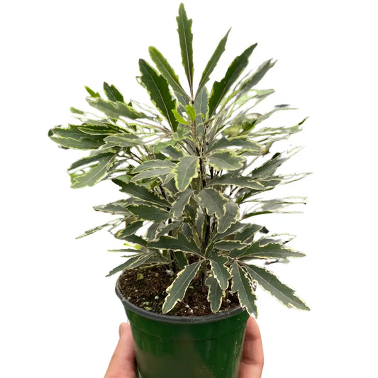 Aralia ’Bianca’ - House Plant Shop