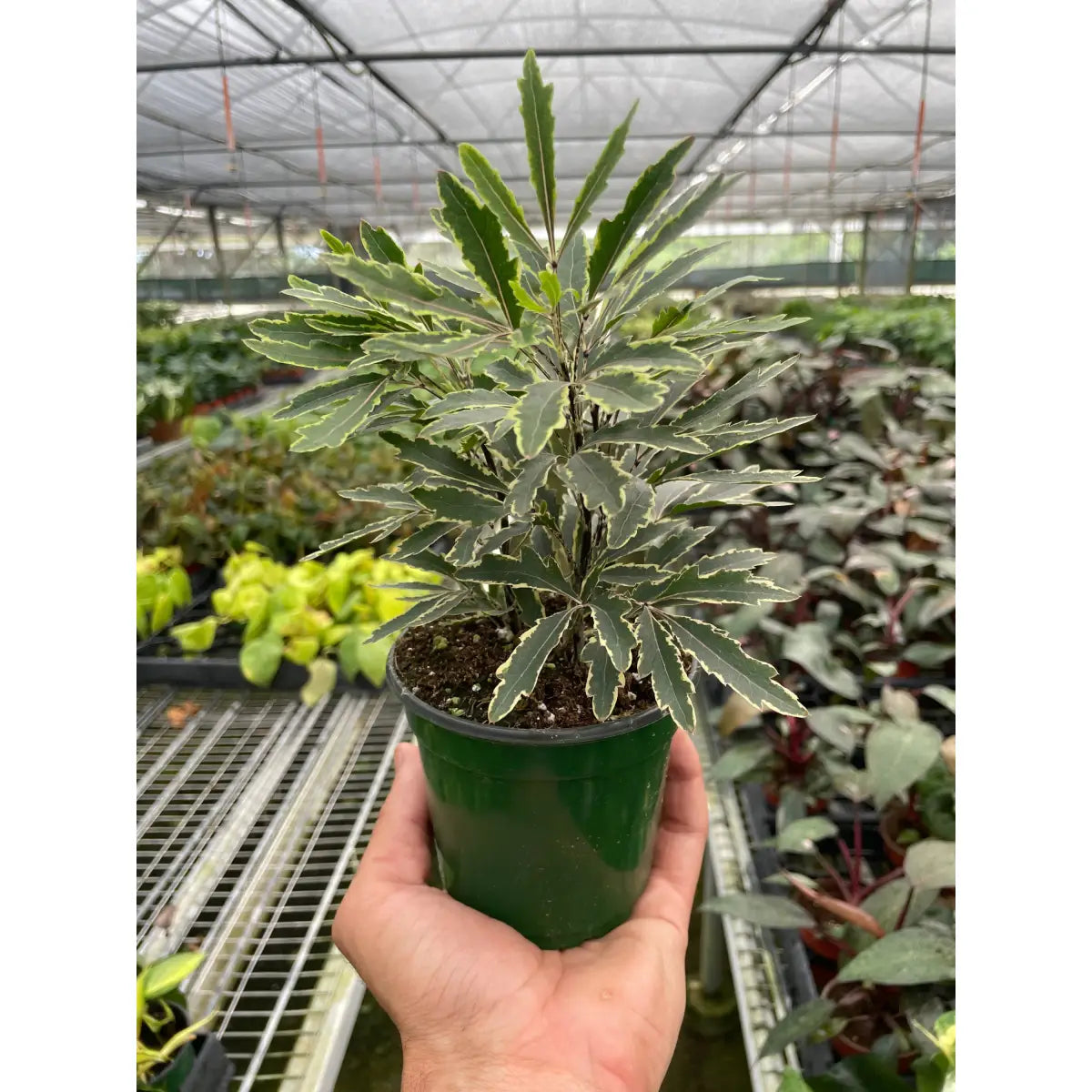 Aralia ’Bianca’ - House Plant Shop
