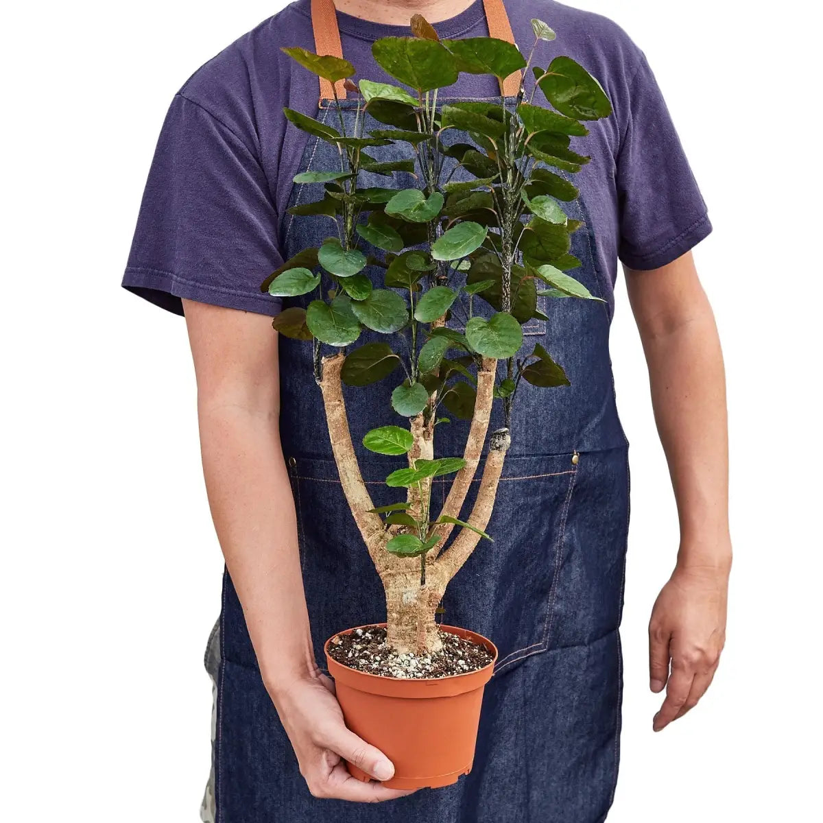 Aralia Fabian Stump Plant - ’Polyscias Scutellaria’ - House Plant Shop