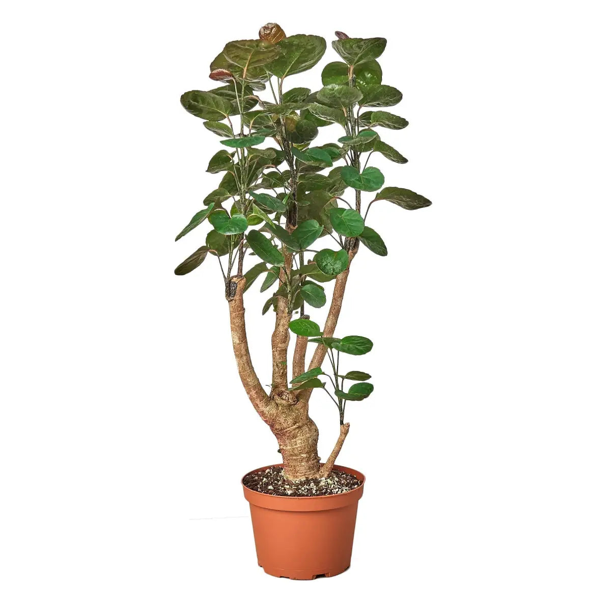 Aralia Fabian Stump Plant - ’Polyscias Scutellaria’ - House Plant Shop