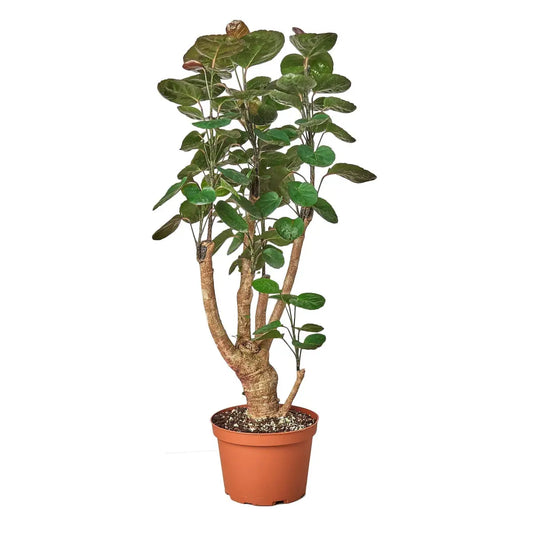 Aralia Fabian Stump Plant - ’Polyscias Scutellaria’ - House Plant Shop