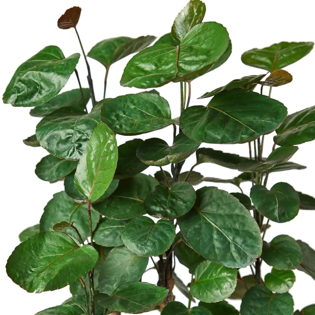 Aralia Fabian Stump Plant - ’Polyscias Scutellaria’ - House Plant Shop