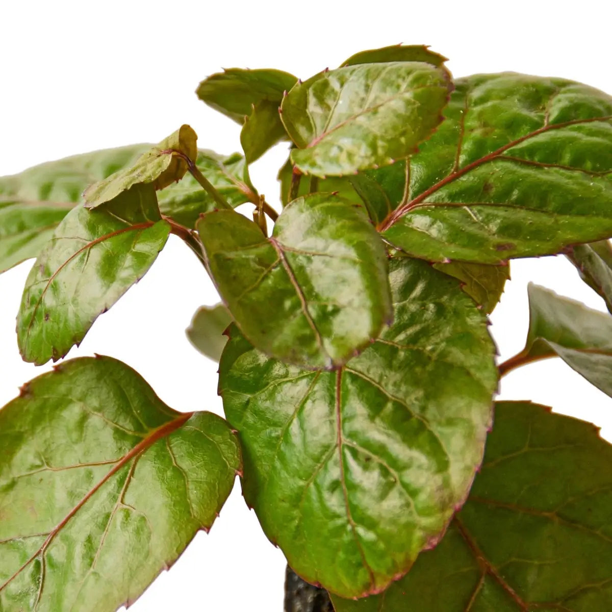 Aralia Fabian Stump Plant - ’Polyscias Scutellaria’ - 4’’ Pot - House Plant Shop