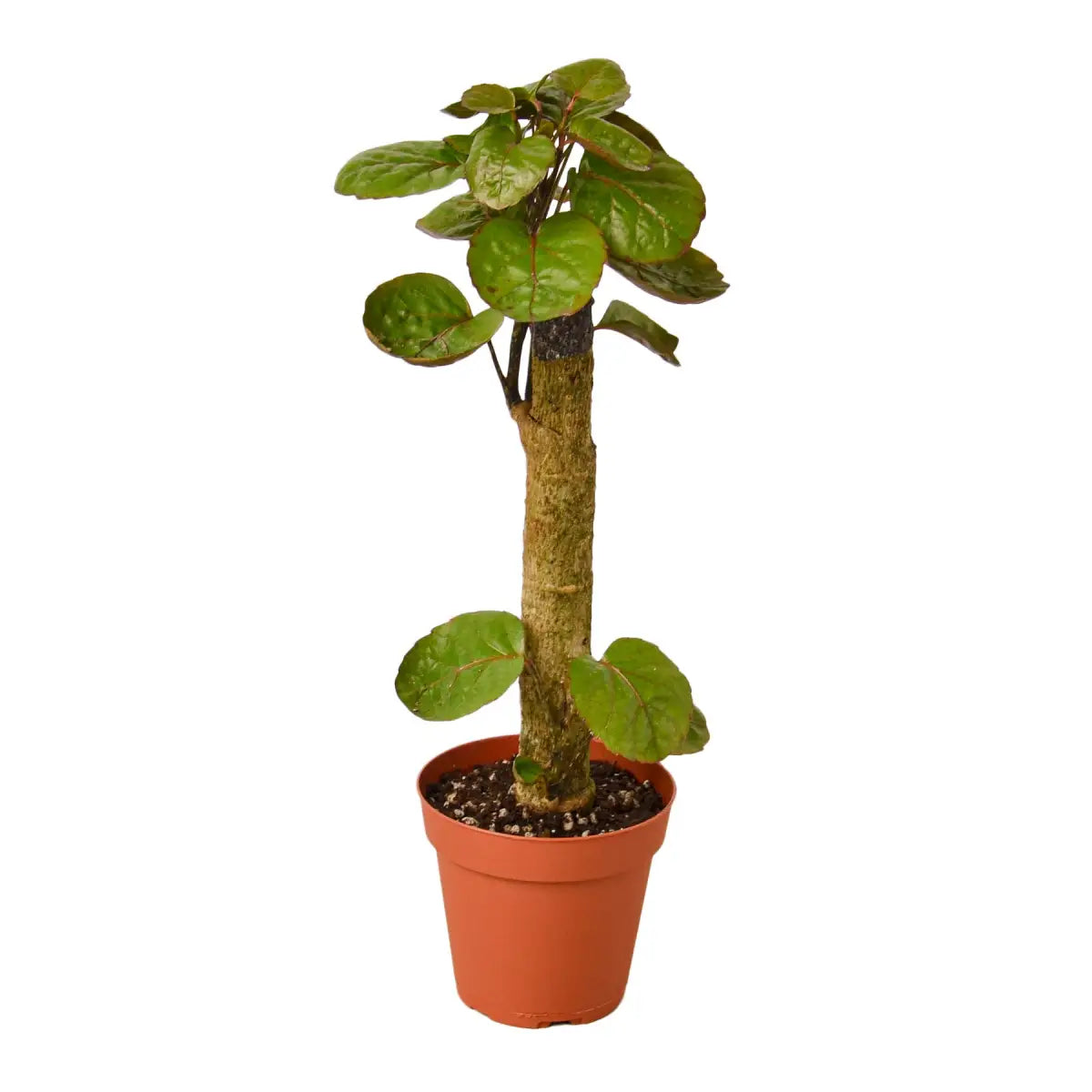 Aralia Fabian Stump Plant - ’Polyscias Scutellaria’ - House Plant Shop