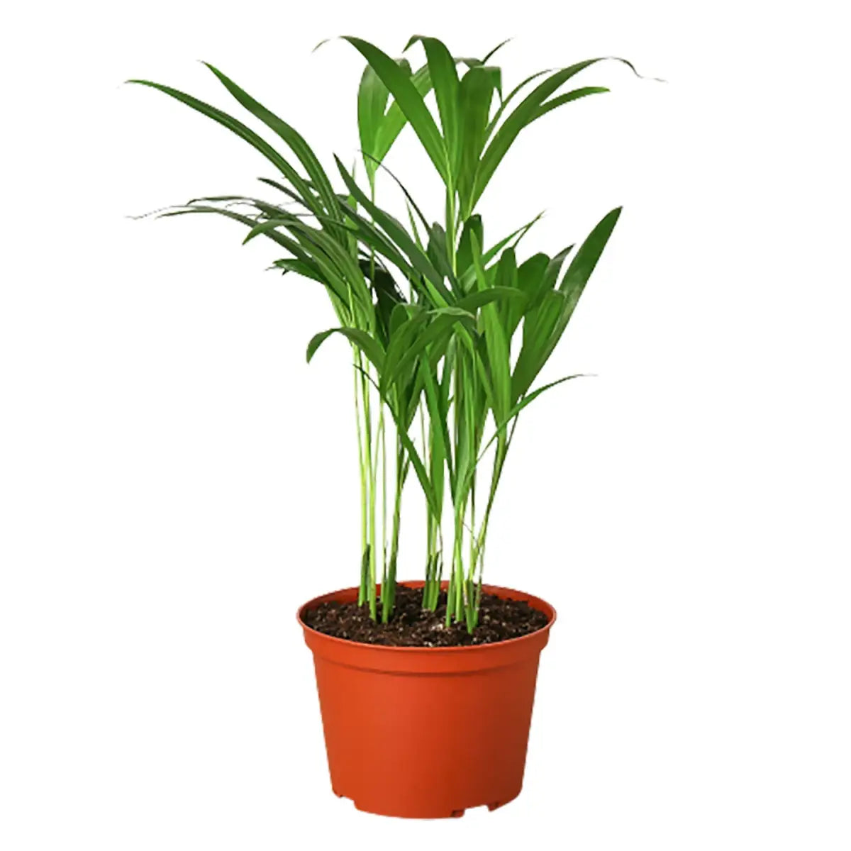 Areca Palm Plant - House Plant Shop