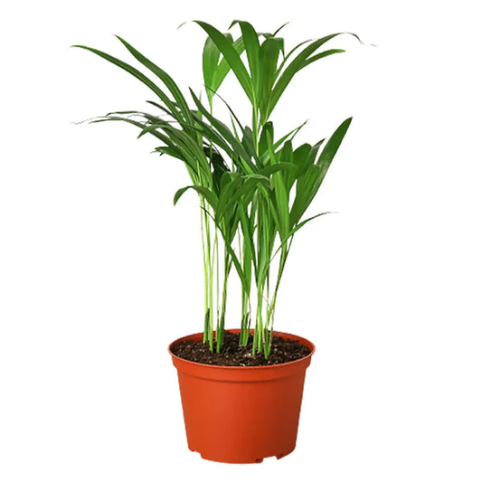 Areca Palm Plant - House Plant Shop