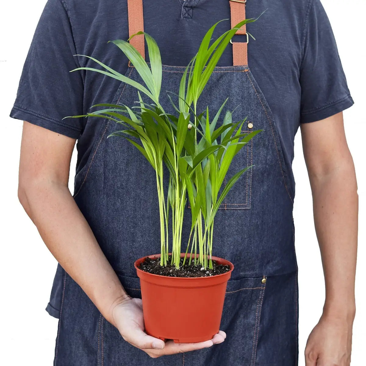Areca Palm Plant - House Plant Shop