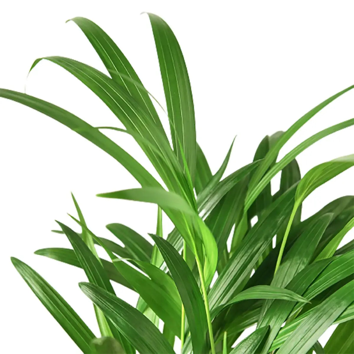 Areca Palm Plant - 4’’ Pot - House Plant Shop