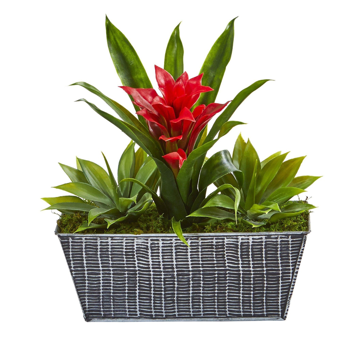 Planta de bromelia y agave de 11” en macetero de hojalata negra