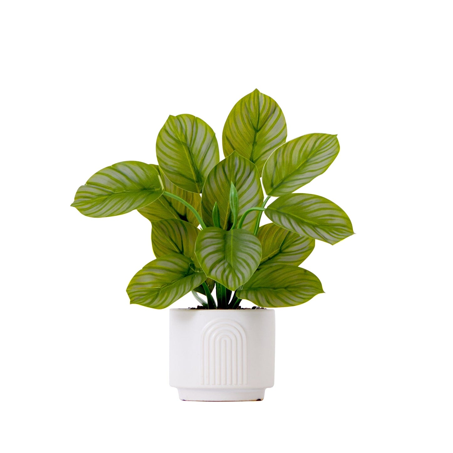 Planta Calathea artificial de 12" con macetero decorativo