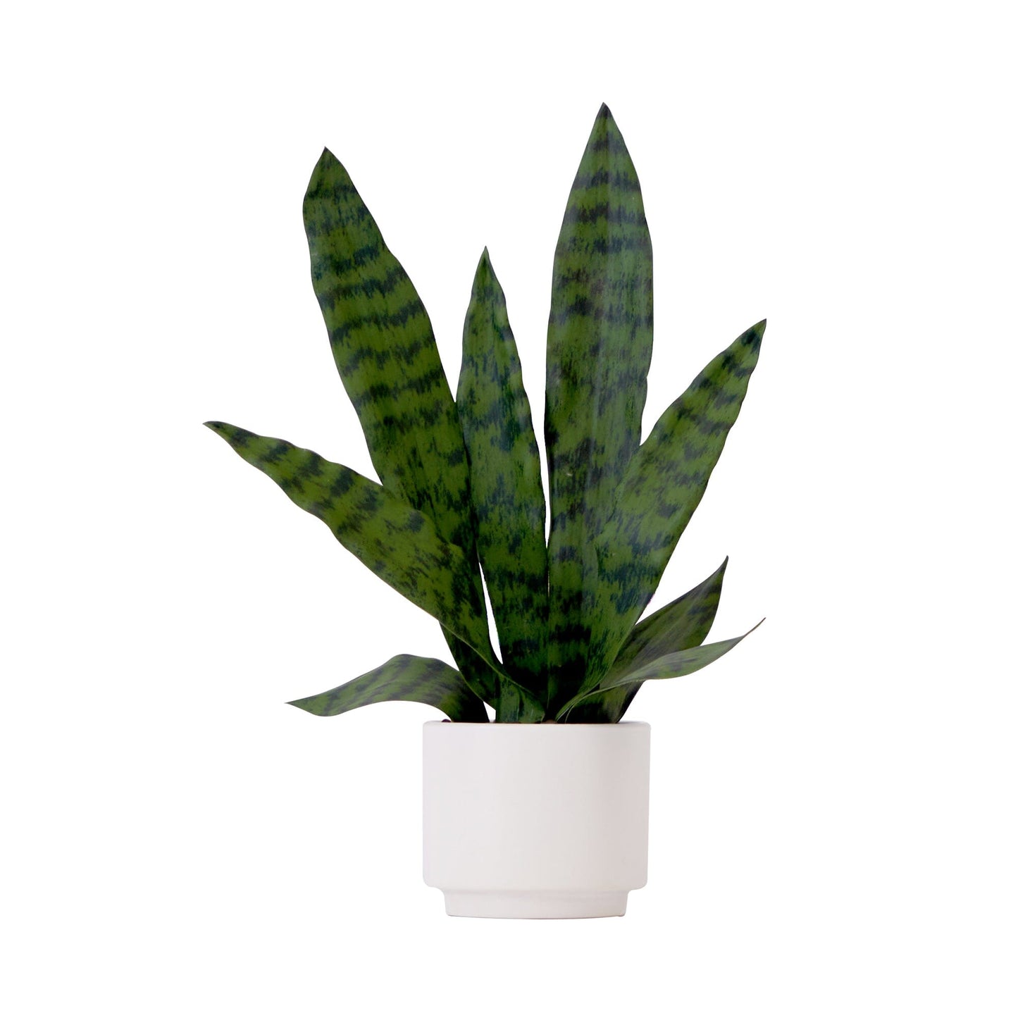 Planta serpiente sansevieria artificial de 16" con macetero decorativo