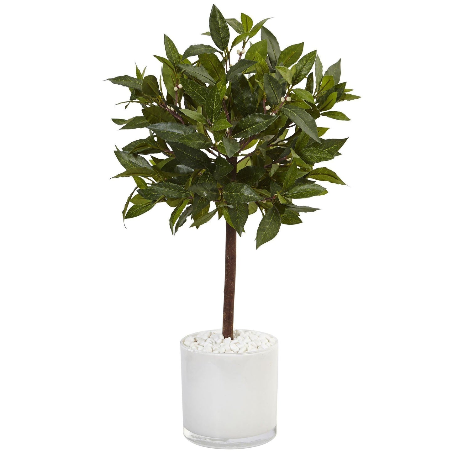 Árbol de laurel dulce de 2 pies en cilindro blanco brillante