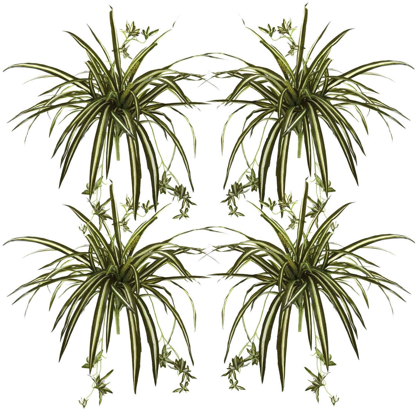 23” Spider Plant Bush (Set of 4)