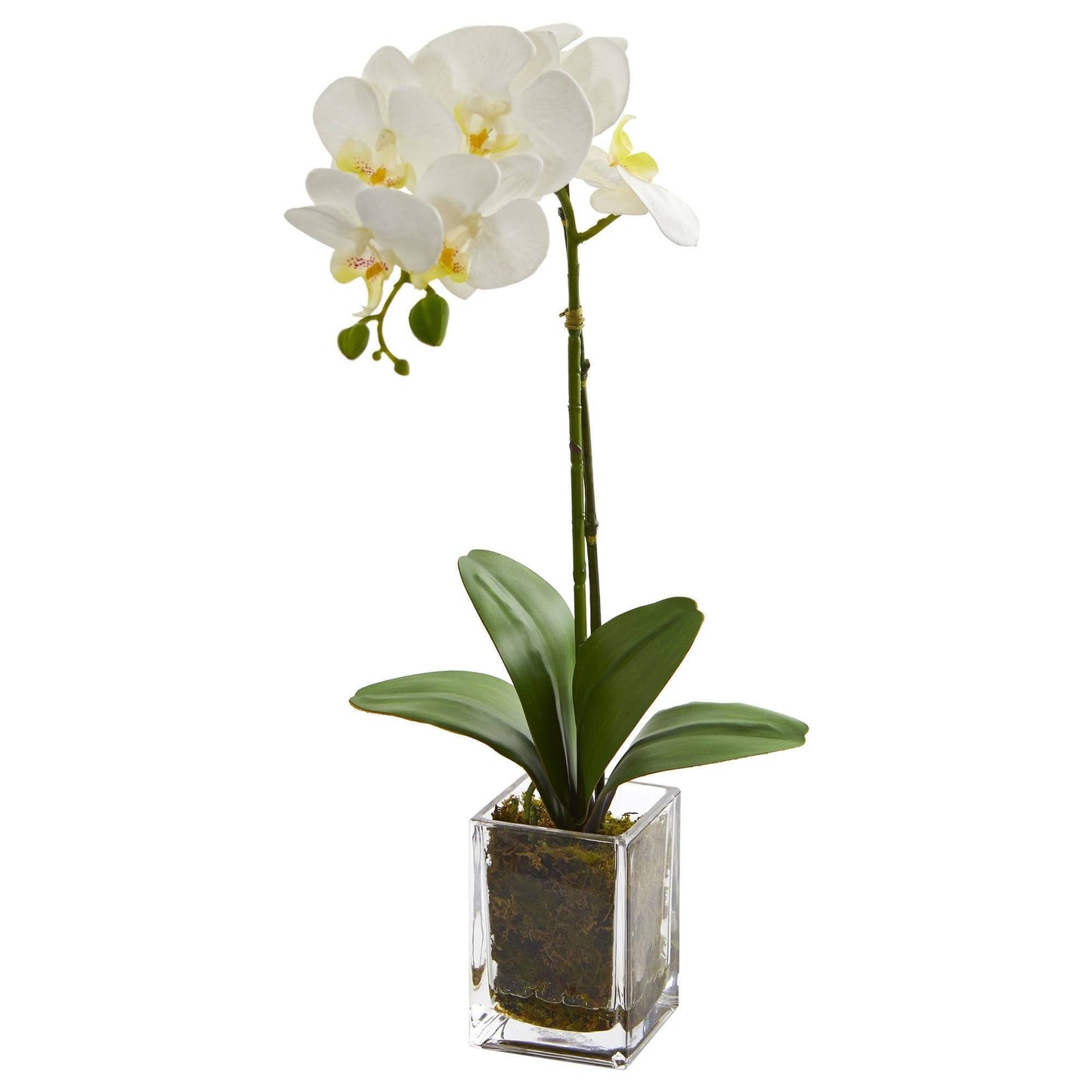 Orquídea Phalaenopsis de 20” en florero