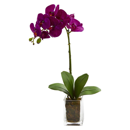 Orquídea Phalaenopsis de 20” en florero