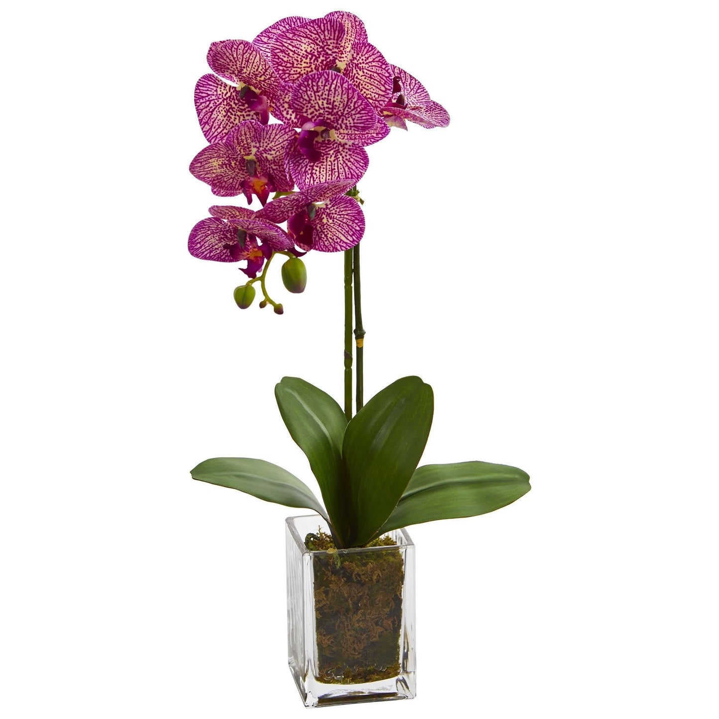 Orquídea Phalaenopsis de 20” en florero