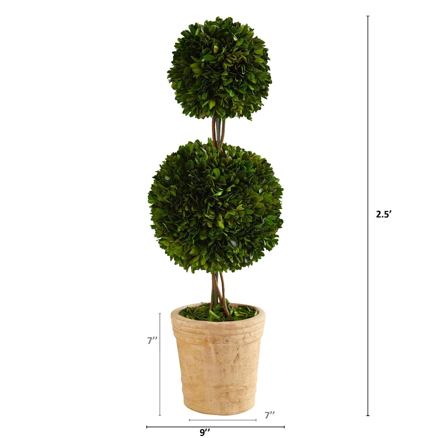 Árbol topiario de doble bola de boj preservado de 2,5 pies en maceta decorativa