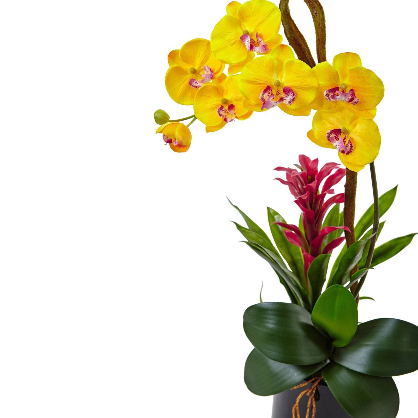 Orchidée et broméliacée de 26 po dans un cylindre noir brillant