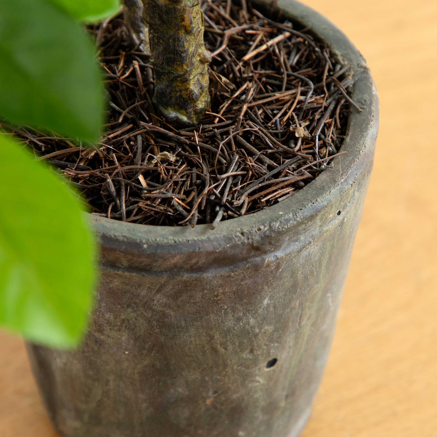 Arbre artificiel Ficus de 3 pi dans une jardinière