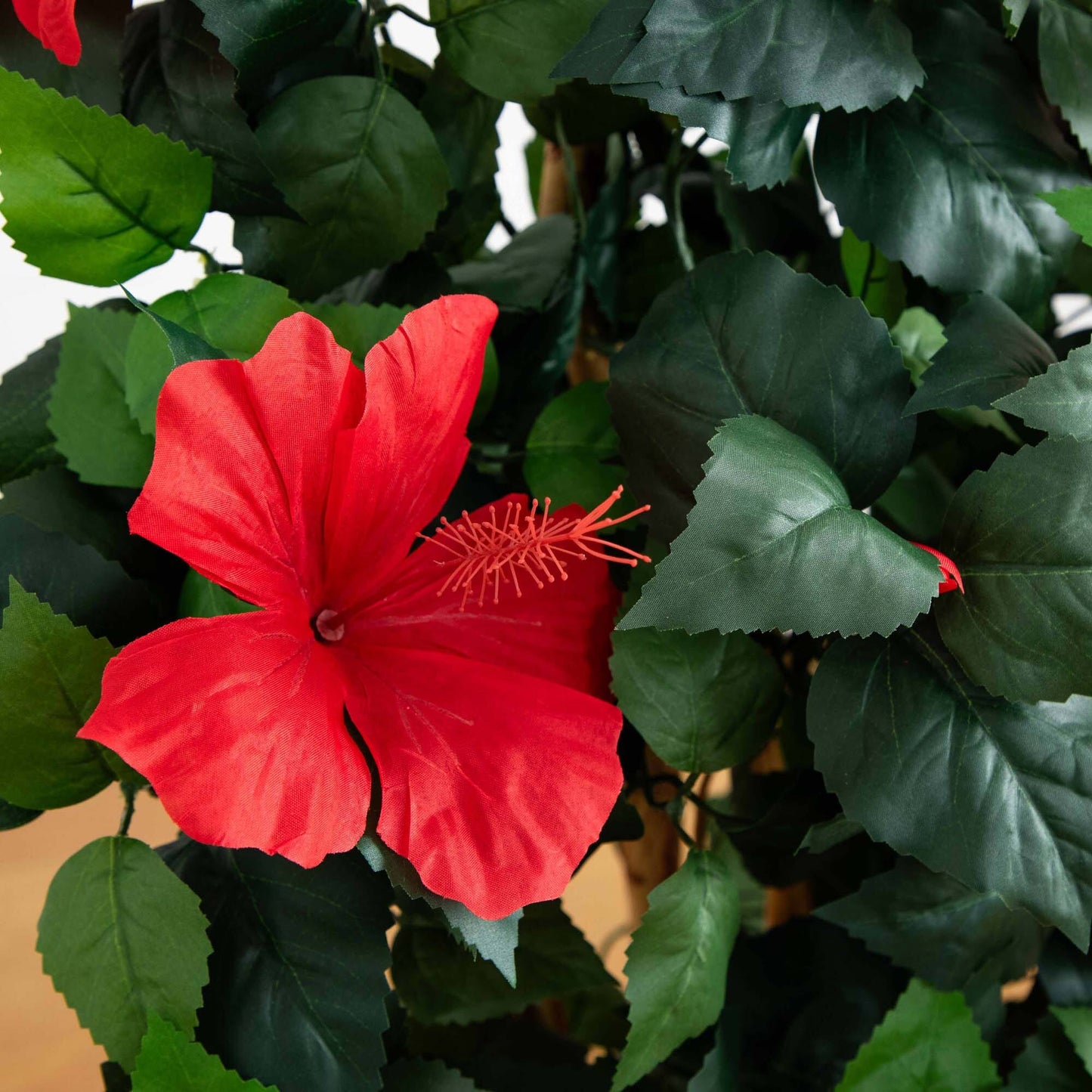 Arbre d'hibiscus de 4 pieds