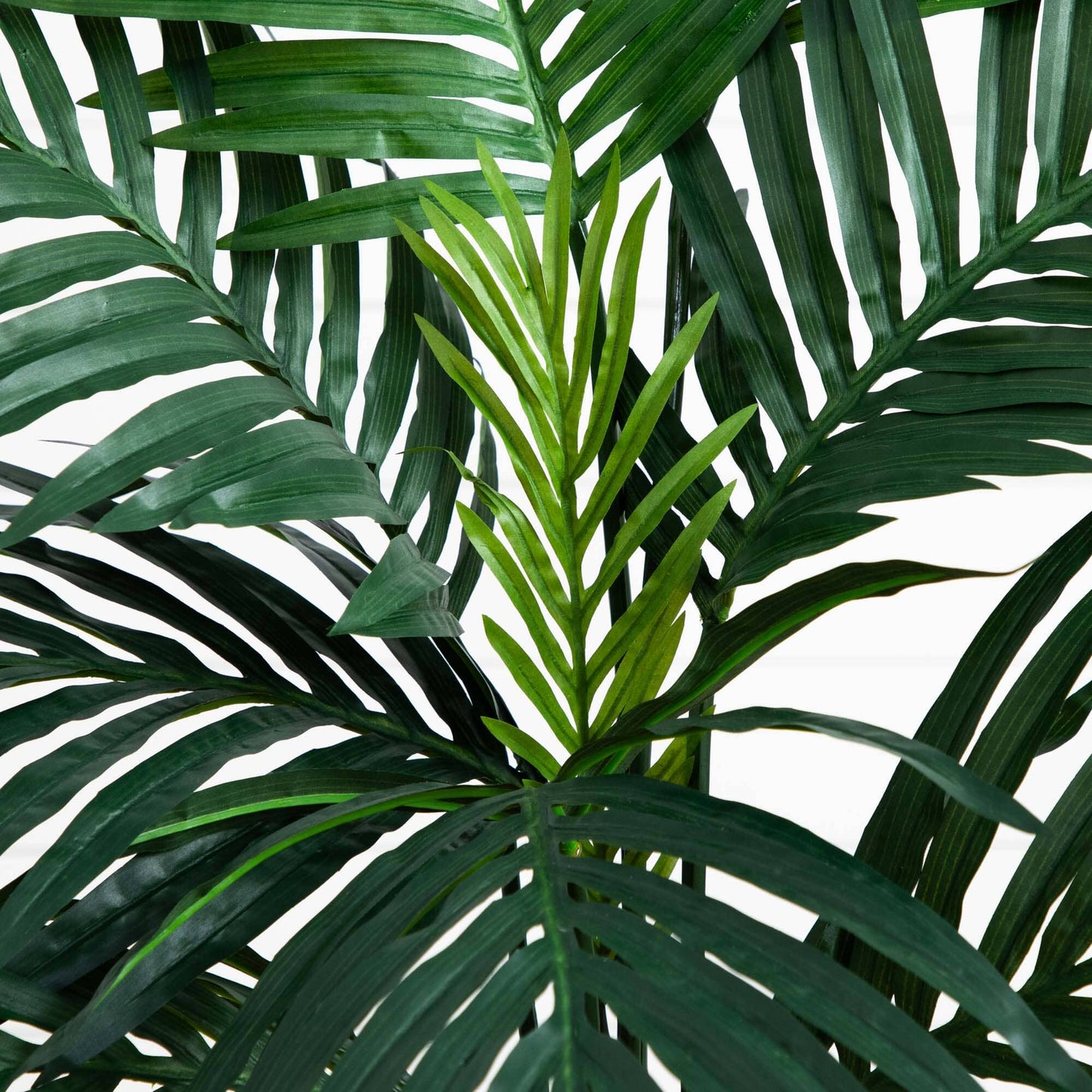 Palmier Kentia de 4 pi dans une jardinière en corde enroulée