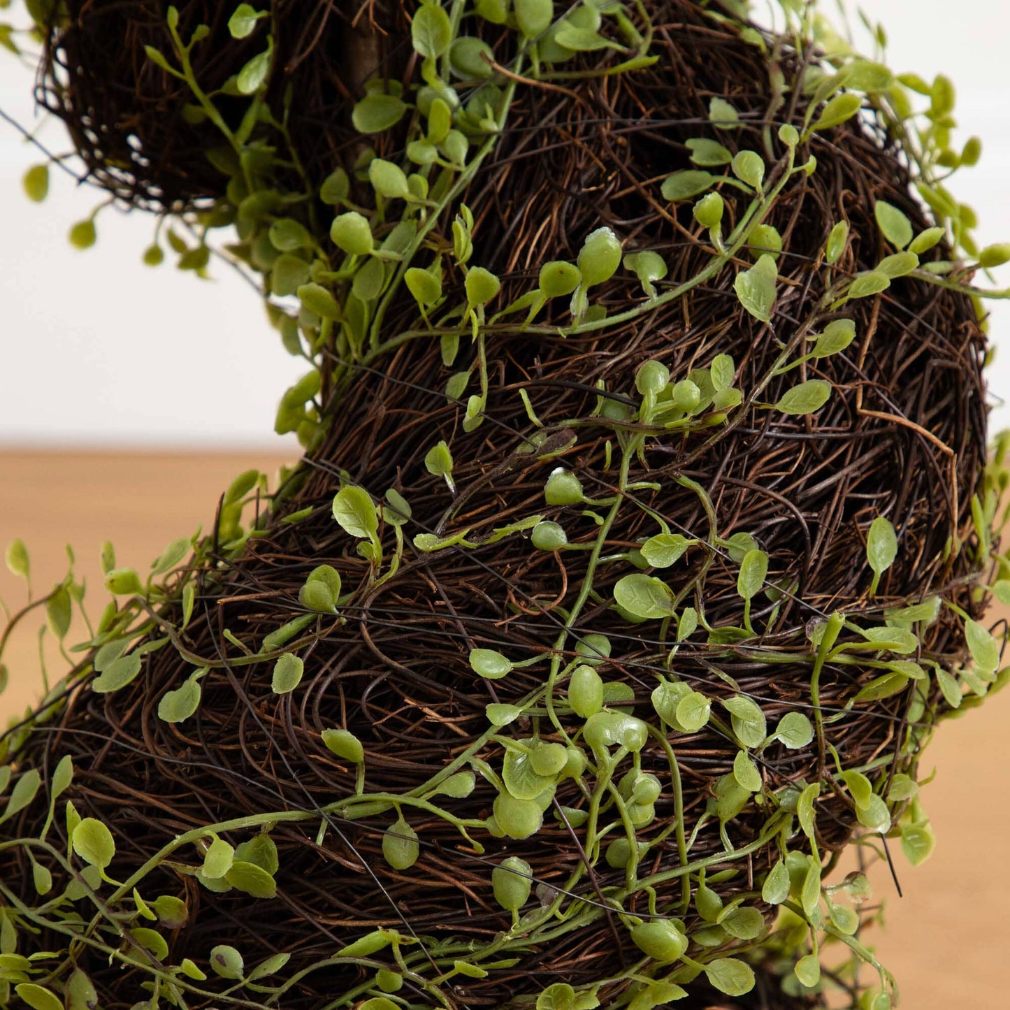 Arbre spiralé Mohlenbechia de 4 pieds